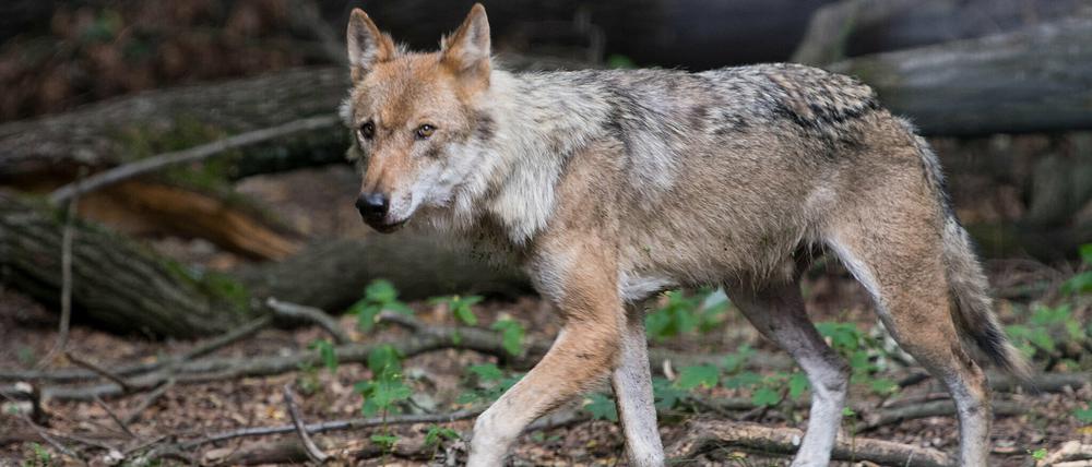 Der bislang strenge Schutz von Wölfen in Deutschland soll aufgeweicht werden, wie Bundesumweltministerin Schulze nun angekündigt ha