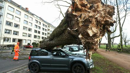 Zwei Stürme haben am Wochenende in NRW für Probleme gesorgt und Bäume entwurzelt.