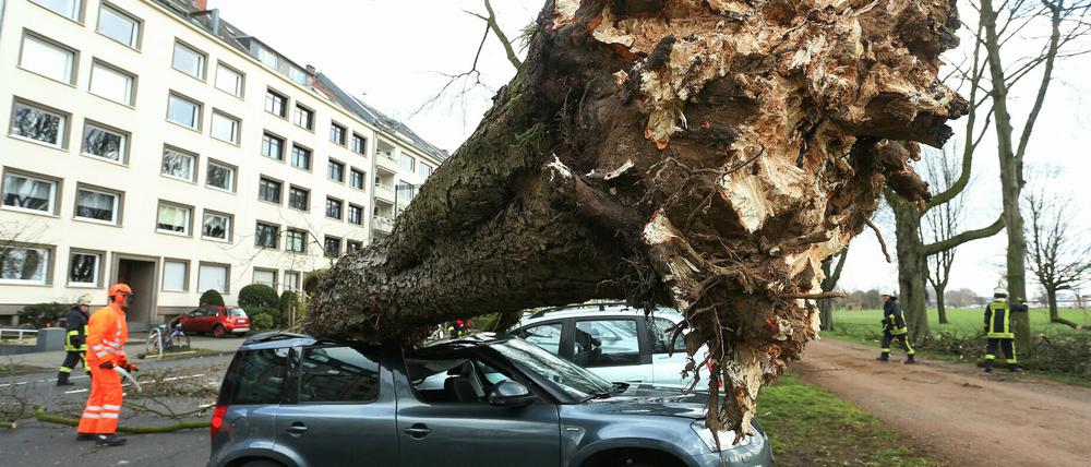 Zwei Stürme haben am Wochenende in NRW für Probleme gesorgt und Bäume entwurzelt.