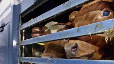 Beim Export von Rindern in Nicht-EU-Länder hat sich Brandenburg nach Ansicht des Deutschen Tierschutzbundes zu einem «Schlupfloch» für fragwürdige Transporte entwickelt. 