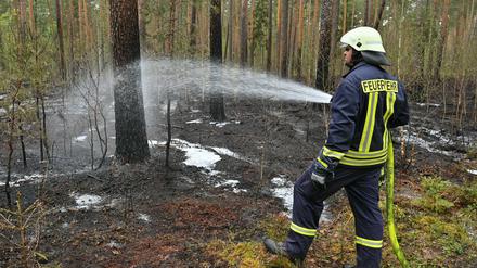 Ein Feuerwehrmann löscht letzte Glutnester nach einem Waldbrand in Briesen.