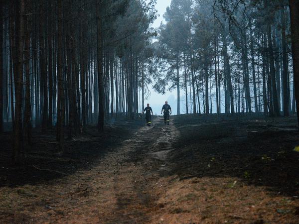 Feuerwehrleute gehen durch einen abgebrannten Wald bei Treuenbrietzen. Drei Dörfer in der Region wurden evakuiert.