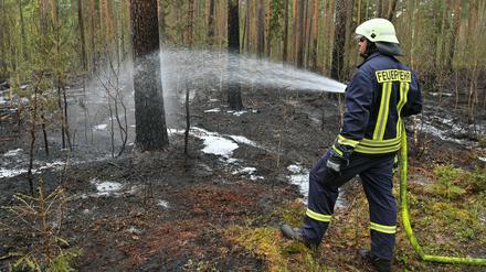 In vergangenen Woche musste die Feuerwehr zu einem Waldbrand in Briesen (Oder-Spree) ausrücken. 