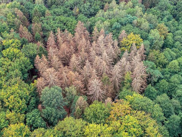Herbstanfang 2019: Abgestorbene Fichten, die die Trockenheit der vorherigen zwei Jahre nicht überstanden haben, stehen zwischen noch gesunden Nadel- und Laubbäumen in einem Waldgebiet im Landkreis Märkisch-Oderland. 