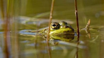 In Brandenburgs Gewässern hat sich die Zahl der Amphibien in den vergangenen Jahren deutlich verringert. 