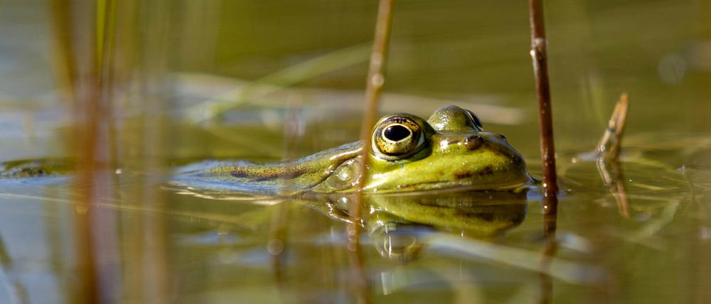 In Brandenburgs Gewässern hat sich die Zahl der Amphibien in den vergangenen Jahren deutlich verringert. 