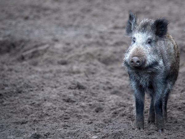 Über Wildschweine kann die Afrikanische Schweinepest auch nach Brandenburg gelangen. 