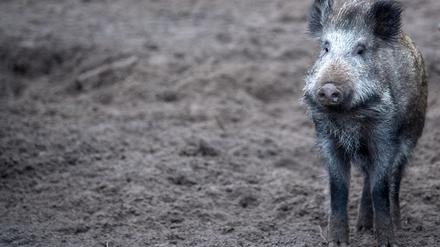 Die Sorge vor der Ausbreitung der Afrikanischen Schweinepest ist groß.