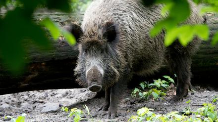 Afrikanische Schweinepest in Deutschland: Die gesamte Wildschwein-Population wird jetzt verstärkt bejagt.