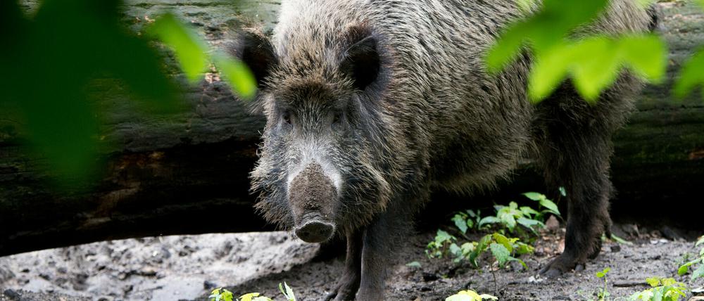 Afrikanische Schweinepest in Deutschland: Die gesamte Wildschwein-Population wird jetzt verstärkt bejagt.