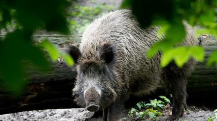 Die Schweinepest ist in Brandenburg auf dem Vormarsch.