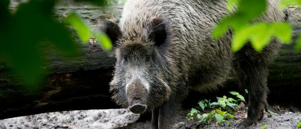 Die Schweinepest ist in Brandenburg auf dem Vormarsch.