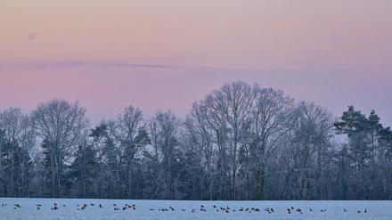 Kraniche am Himmel und Wildgänse auf einem verschneiten Feld sind zum Sonnenaufgang am frühen Morgen im Landkreis Märkisch-Oderland in Ostbrandenburg zu sehen. 