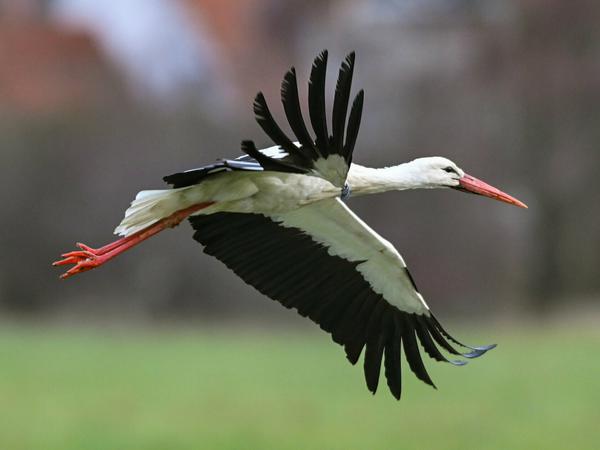 Wegen einer Verletzung kann der Storch keine weiten Strecken fliegen. 