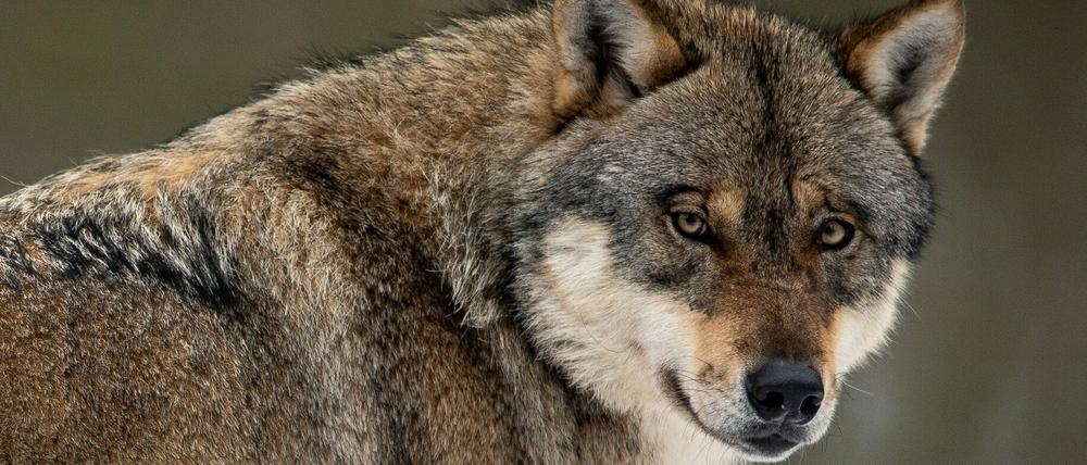 Für das Wolfsmonitoring haben die Bundesländer mehr als 27.000 Hinweise ausgewertet (Archivbild).