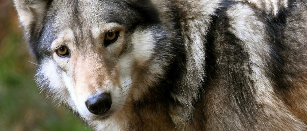 Der Wolf ist streng geschützt und darf nicht gejagt werden. Bisher. 