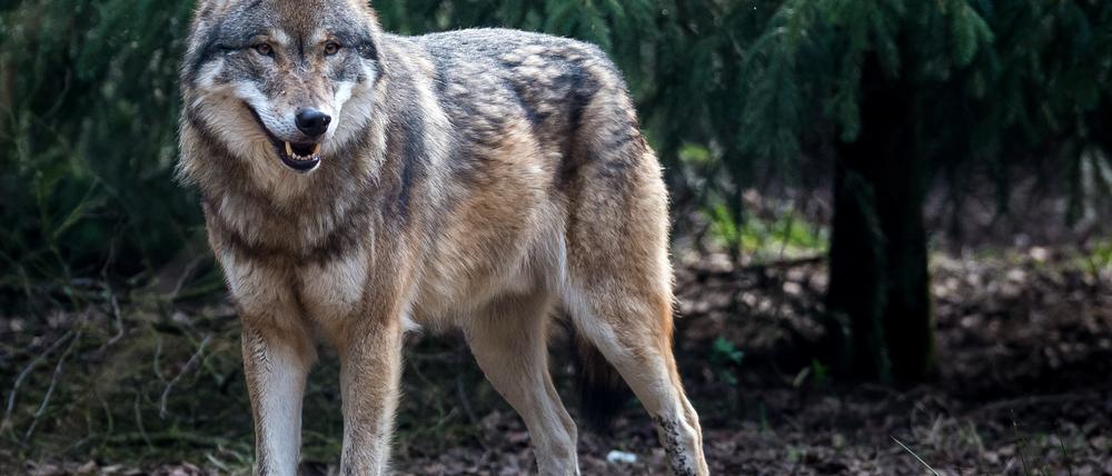 In Deutschland leben 120 bis 130 erwachsene Wölfe.