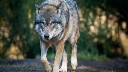 Etwa 14 Wolfsrudel und ein paar Einzelgänger leben in Brandenburg.