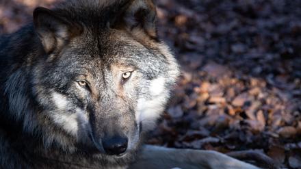 Der Wolf ist in Deutschland eine streng geschützte Tierart (Symbolbild).