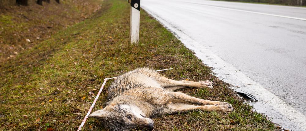 Kein Einzelfall dieser Tage: Ein toter Wolf liegt auf der L49 zwischen Vetschau und Eichow (Brandenburg) am Straßenrand.