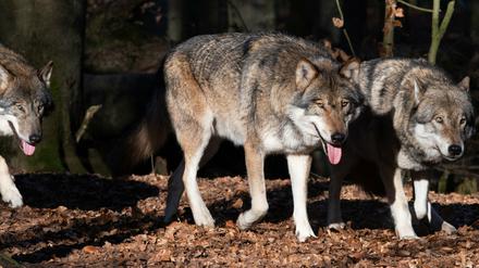 Brandenburger Bauern fordern, mehr Wölfe zum Abschuss freizugeben.
