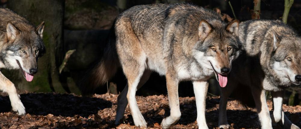 Brandenburger Bauern fordern, mehr Wölfe zum Abschuss freizugeben.