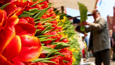 Das Potsdamer Tulpenfest findet dieses Jahr am 13. und 14. April statt.  