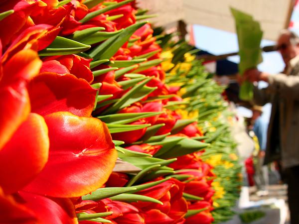 Das Potsdamer Tulpenfest findet dieses Jahr am 13. und 14. April statt.  