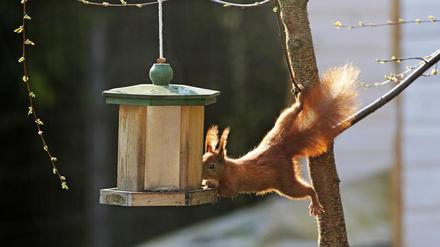 Wie bereiten sich Eichhörnchen auf den Winter vor? Diese Frage beantwortet das Naturkundemuseum. 