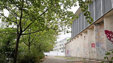 An der Rosa-Luxemburg-Schule sollen 15 Bäume gefällt werden - für die Erweiterung einer Turnhalle. 