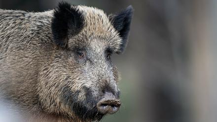 Ein Wildschwein steht im Tier-Freigelände im Nationalparkzentrum Lusen im Wald.