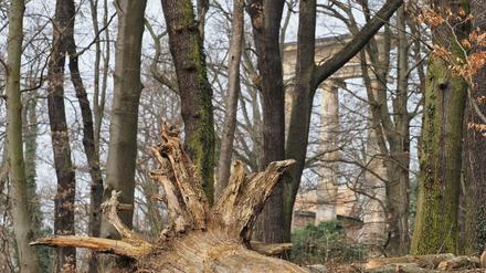Abgestorbener Baum auf dem Ruinenberg. 