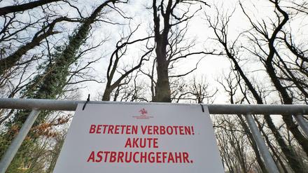 Folgen des Klimawandels: Akute Astbruchgefahr auf dem Ruinenberg.