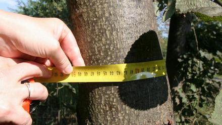 Dünne Bäume dürfen auch ohne Genehmigung gefällt werden.