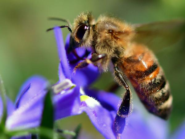 Auch im Umweltministerium gibt es jetzt übrigens Bienen.