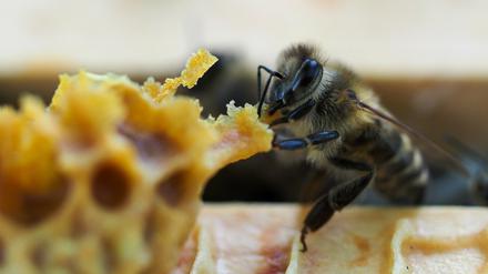 Eine Biene sitzt im Rahmen eines auf dem Gelände der Staatskanzlei stehenden Bienenstocks. 