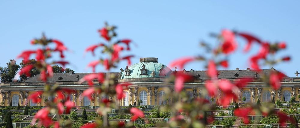 Der Park Sanssouci in Potsdam: Soll die Stadt der Schlösserstiftung zur Finanzierung der Parkpflege entgegenkommen?