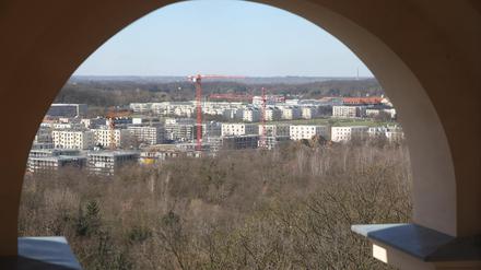 Potsdams Bauboom ist im Borndstedter Feld zu beobachten.