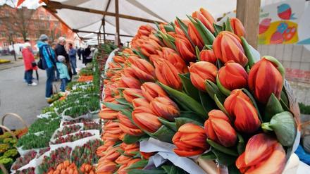 Kommando zurück: Das Tulpenfest findet im April doch statt.