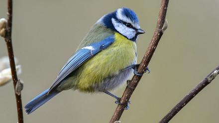 Blaumeisen und andere Vögel soll man bei der Stunde der Wintervögel zählen. 