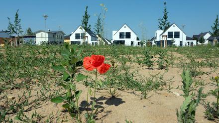 Einfamilienhäuser hinter Brache, im Vordergrund eine rote Blume