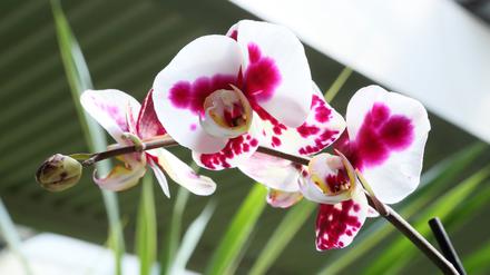 "Phalanopsis Wolfi" heißt diese Orchidee - Namensgeber ist der Potsdamer Modeschöpfer Wolfgang Joop.