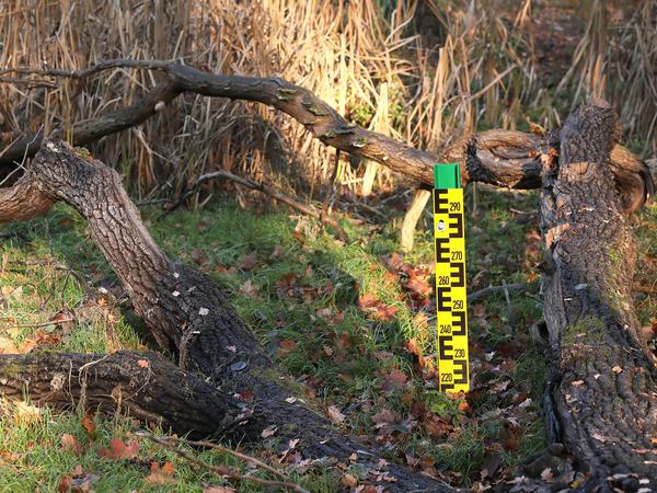Kein Wasser mehr: Die Düsteren Teiche in Potsdam, eigentlich ein Feuchtgebiet, sind im Dezember 2020 trockengefallen.