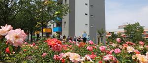 Ein Blütenmeer. Rund 900 Rosenstöcke wurden im letzten Abschnitt des Grünen Kreuzes am Hertha-Thiele-Weg gepflanzt, der gesamte Platzbereich am Wohnhaus Drewitzer „Rolle“ zudem neu asphaltiert und barrierefrei gestaltet.