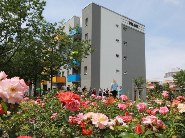 Ein Blütenmeer. Rund 900 Rosenstöcke wurden im letzten Abschnitt des Grünen Kreuzes am Hertha-Thiele-Weg gepflanzt, der gesamte Platzbereich am Wohnhaus Drewitzer „Rolle“ zudem neu asphaltiert und barrierefrei gestaltet.