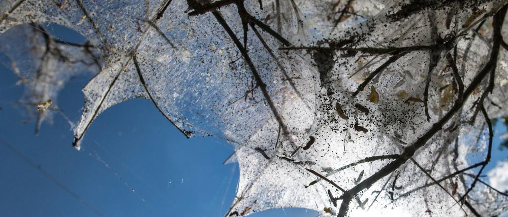 Die Raupen der Gespinstmotten spinnen Sträucher ganz ein. In Potsdams Schlösserparks ist das seit 2020 vermehrt zu beobachten - aber ungefährlich für Mensch und Pflanze.