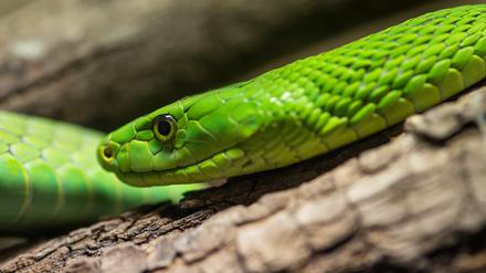 Eine Grüne Mamba. 14 Giftschlangen holte die Polizei aus einer Wohnung in Potsdam, eine weitere wird noch gesucht.