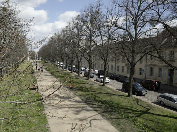 Straßenbäume müssen besonders robust und widerstandsfähig sein.
