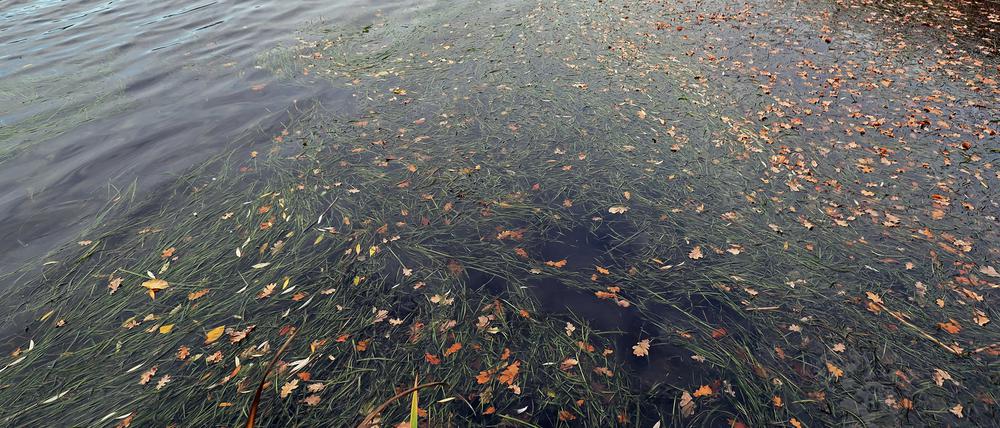 Dichter Teppich aus Wasserpflanzen im Heiligen See.
