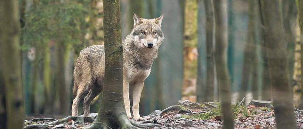 26 Rudel und zwölf Paare weist der Brandenburger Wolfsmonitoring-Bericht aus.